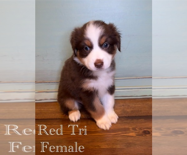 Medium Photo #6  Breeder Profile in STATESBORO, GA, USA