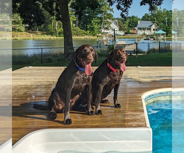 Medium Photo #1  Breeder Profile in N TOPSAIL BCH, NC, USA