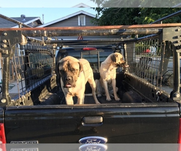Medium Photo #1  Breeder Profile in MARICOPA, CA, USA