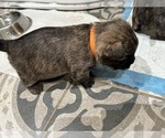 Small #11 Breeder Profile image