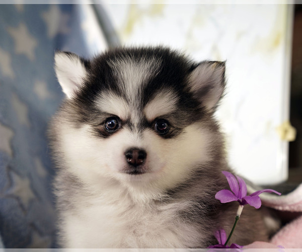 Medium Photo #2  Breeder Profile in NASHUA, NH, USA