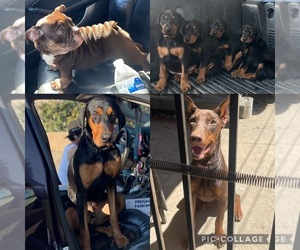 Doberman Pinscher Dog Breeder near BAKERSFIELD, CA, USA