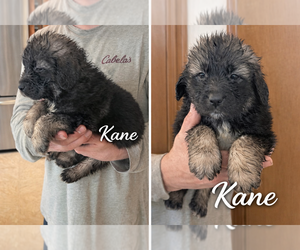 Caucasian Shepherd Dog Dog Breeder near AKELEY, MN, USA