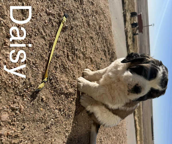 Medium Photo #23  Breeder Profile in OTIS, CO, USA