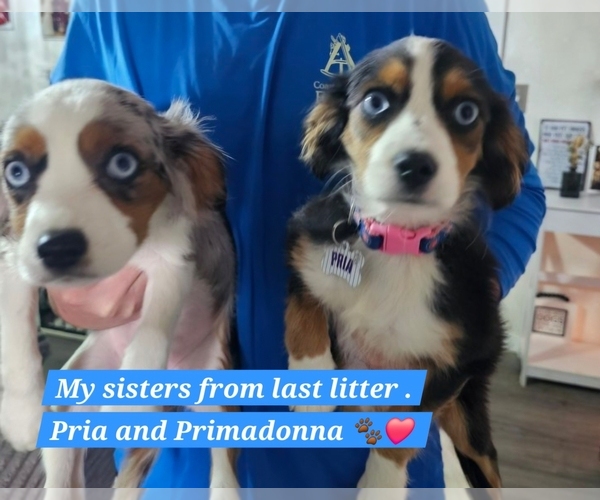 Medium Photo #33  Breeder Profile in DECATUR, IL, USA