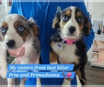 Small #32 Breeder Profile image