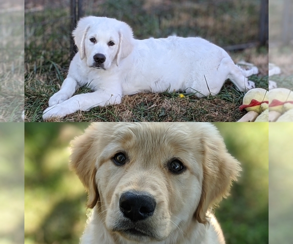 Medium Photo #9  Breeder Profile in MOLALLA, OR, USA