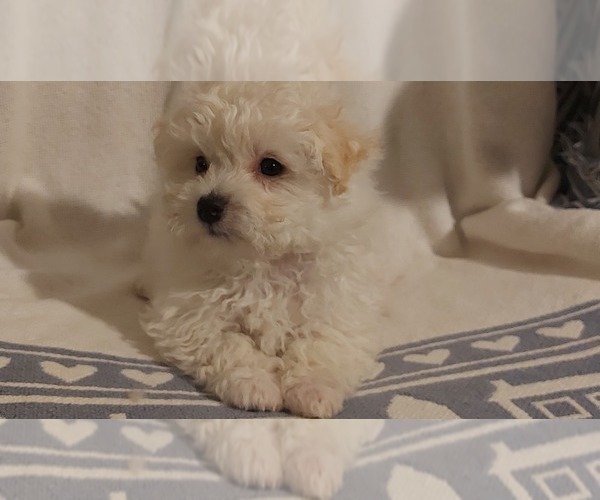Medium Photo #2  Breeder Profile in WINCHESTER, VA, USA