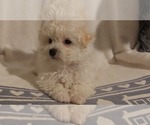 Small #1 Breeder Profile image