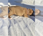 Small #1 Breeder Profile image