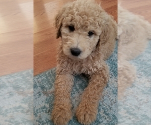 Goldendoodle-Poodle (Standard) Mix Dog Breeder in CITRUS HEIGHTS,  USA