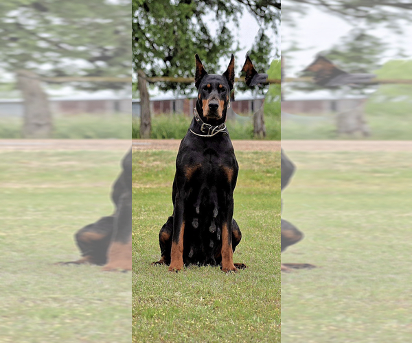 Medium Photo #5  Breeder Profile in CALDWELL, TX, USA