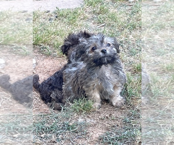 Medium Photo #2  Breeder Profile in ARNOLDSVILLE, GA, USA