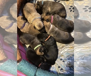 Malinois Dog Breeder near PROSPECT HILL, NC, USA