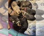 Small breeder photo
