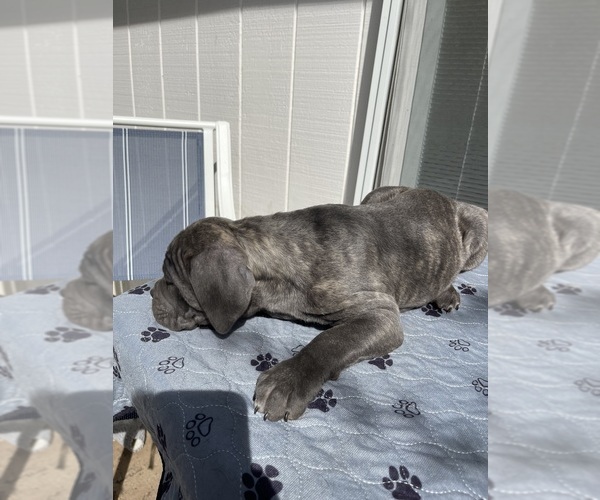 Medium Photo #9  Breeder Profile in KEIZER, OR, USA