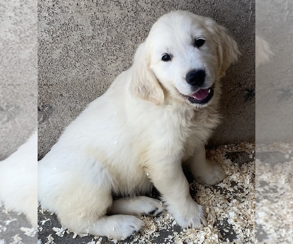 Medium Photo #22  Breeder Profile in PRITCHETT, CO, USA