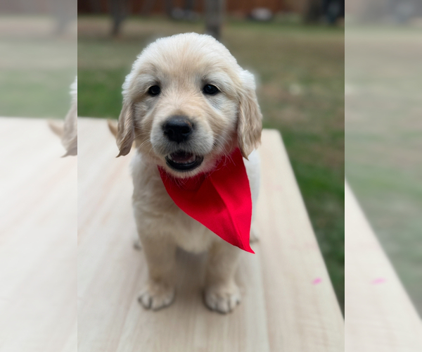 Medium Photo #6  Breeder Profile in STOCKBRIDGE, GA, USA