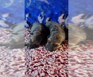 German Shepherd Dog Dog Breeder near MASTIC BEACH, NY, USA