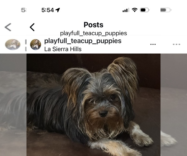 Medium Photo #12  Breeder Profile in RIVERSIDE, CA, USA