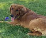 Small #1 Breeder Profile image