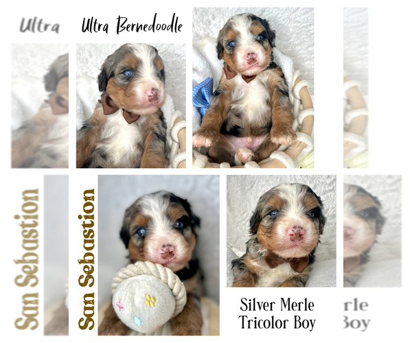 Medium Photo #43  Breeder Profile in BAKERSFIELD, CA, USA