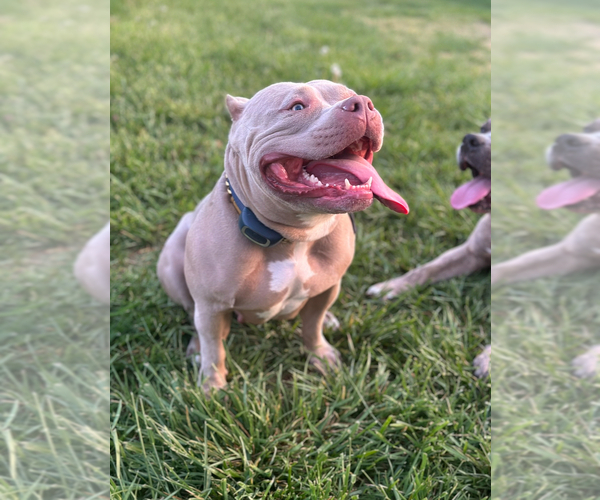 Medium Photo #1  Breeder Profile in LANCASTER, PA, USA