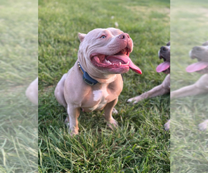 American Bully Dog Breeder near LANCASTER, PA, USA