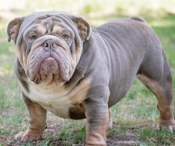 Medium Photo #1  Breeder Profile in RATHDRUM, ID, USA