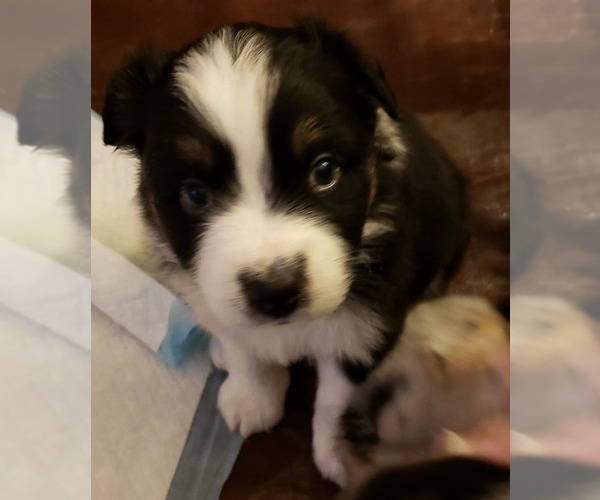 Medium Photo #1  Breeder Profile in TAUNTON, MA, USA