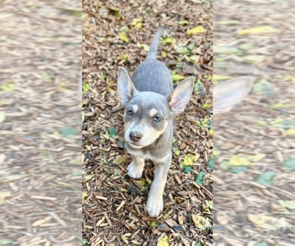 Medium Photo #46  Breeder Profile in CAMAS, WA, USA