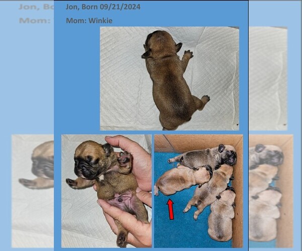 Medium Photo #5  Breeder Profile in BASTROP, TX, USA