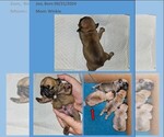 Small #4 Breeder Profile image