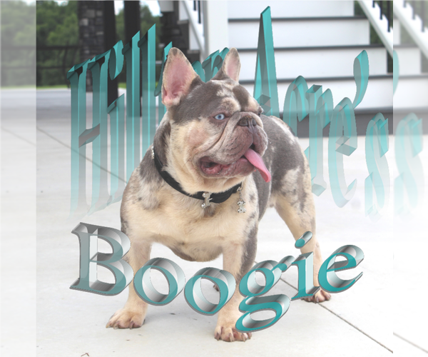 Medium Photo #13  Breeder Profile in FRESNO, OH, USA