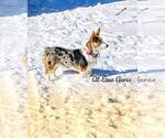 Small #1 Breeder Profile image