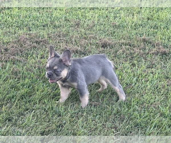 Medium Photo #19  Breeder Profile in LONGVIEW, TX, USA
