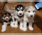 Small breeder photo