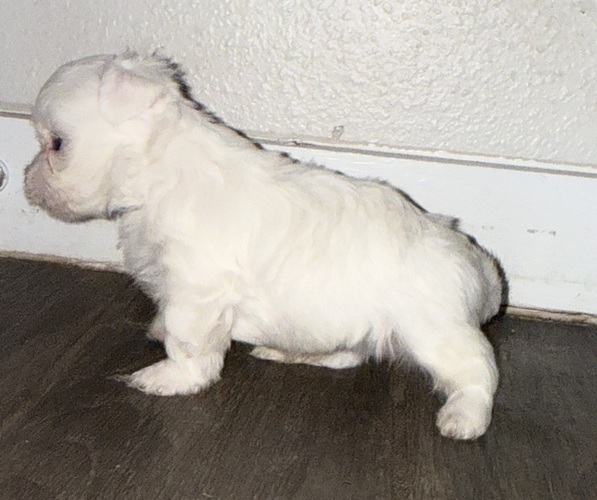 Medium Photo #6  Breeder Profile in CONVERSE, TX, USA