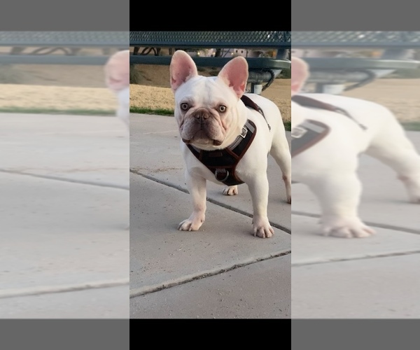 Medium Photo #2  Breeder Profile in MARICOPA, AZ, USA