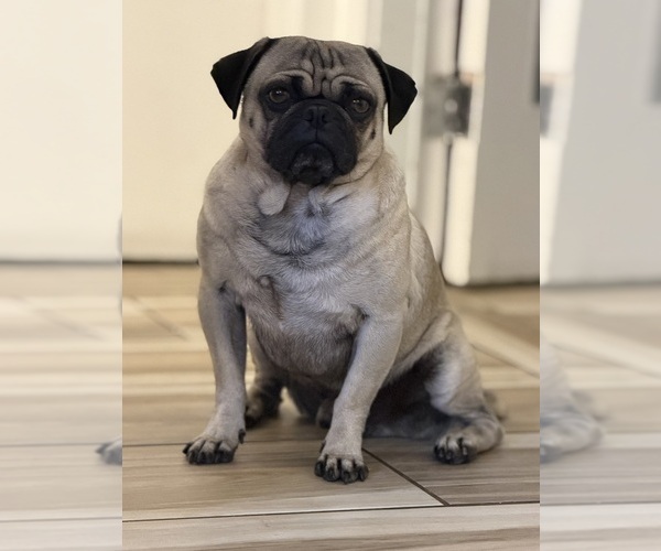 Medium Photo #1  Breeder Profile in PRESCOTT VALLEY, AZ, USA