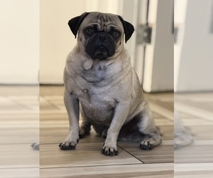 Pug Dog Breeder near PRESCOTT VALLEY, AZ, USA