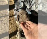 Small #8 Breeder Profile image