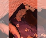 Small #2 Breeder Profile image