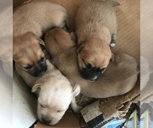 Medium Photo #16  Breeder Profile in MOUNT PLEASANT, IA, USA