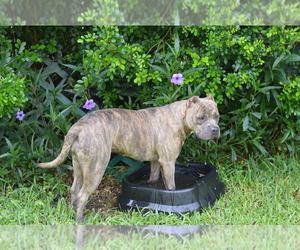 American Bully Dog Breeder near MIAMI, FL, USA