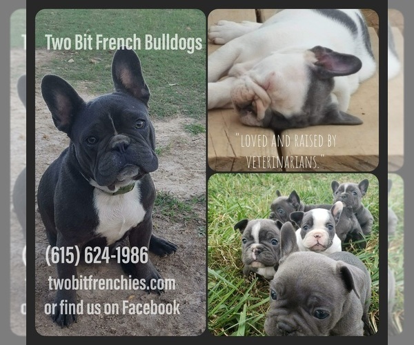 Medium Photo #1  Breeder Profile in ROCK ISLAND, TN, USA