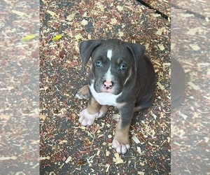 American Bully Dog Breeder near LOGANVILLE, GA, USA