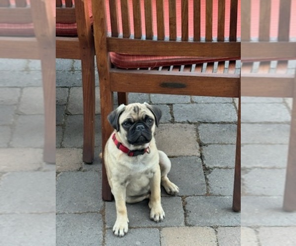 Medium Photo #22  Breeder Profile in PRINEVILLE, OR, USA