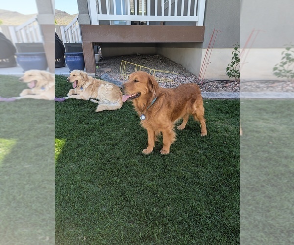 Medium Photo #27  Breeder Profile in DOLORES, CO, USA