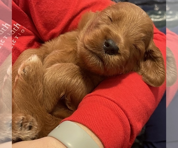 Medium Photo #1  Breeder Profile in OAK HILL, WV, USA